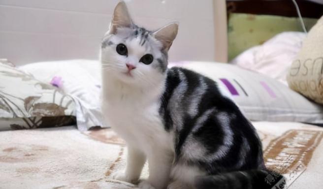 猫界凶暴的5种猫敢养的都是大神,公认最通人性的6种猫