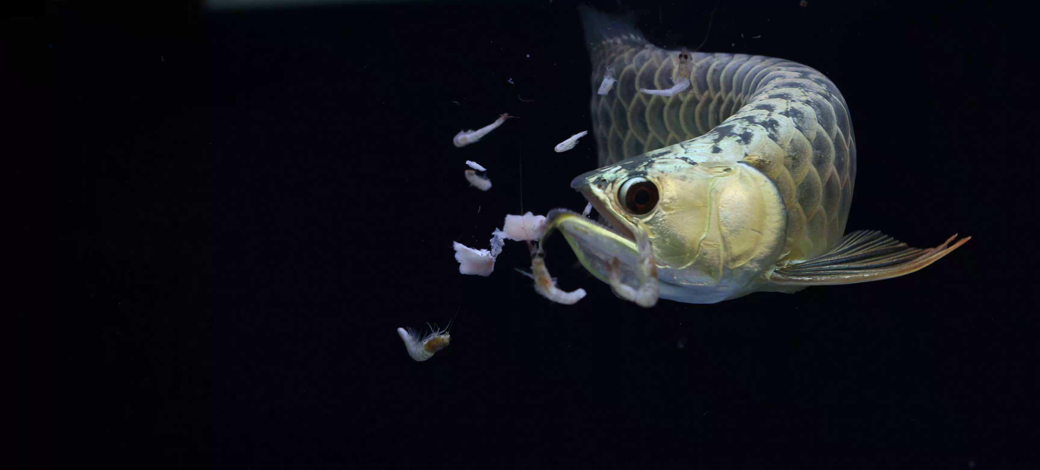 养了十年的龙鱼拒食怎么回事,养了半年龙鱼受到惊吓怎么解决