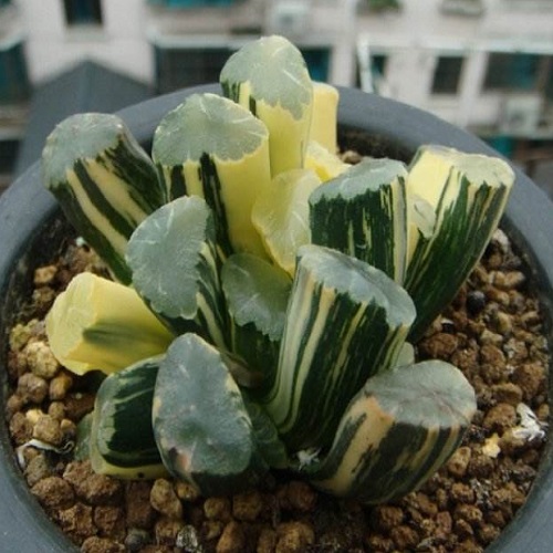 十大最贵的多肉植物排名,世界十大最贵的多肉植物排名