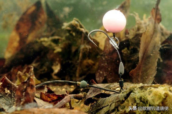 欧鲤钓适合中国吗,欧鲤钓入门