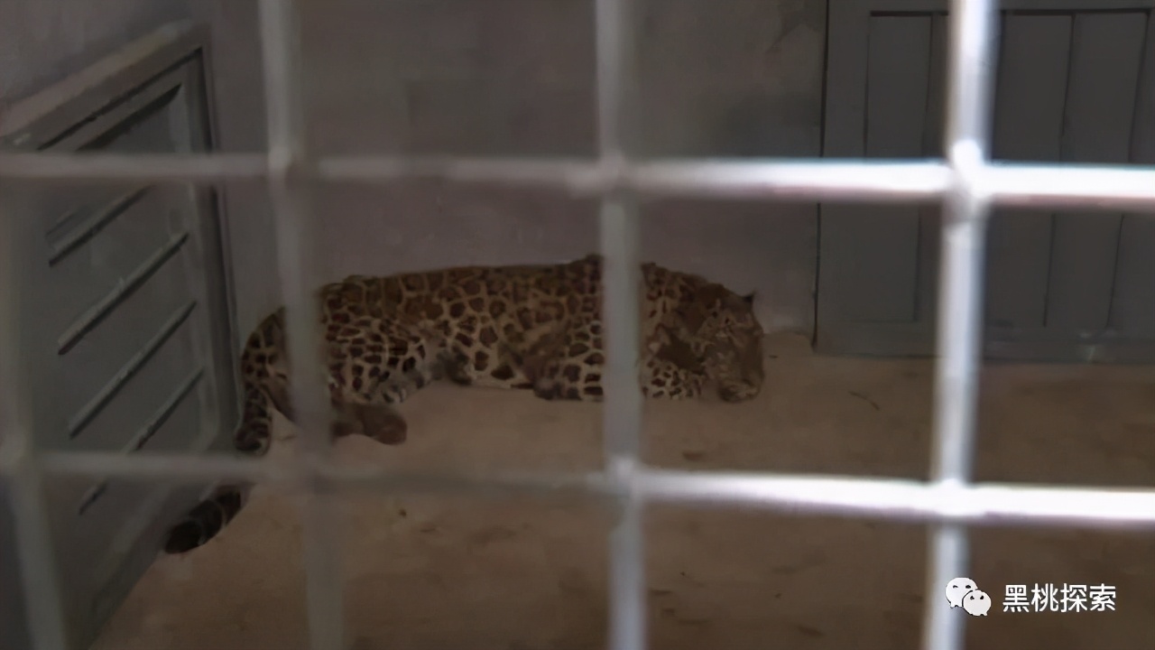 金钱豹逃跑过程,金钱豹最怕什么动物