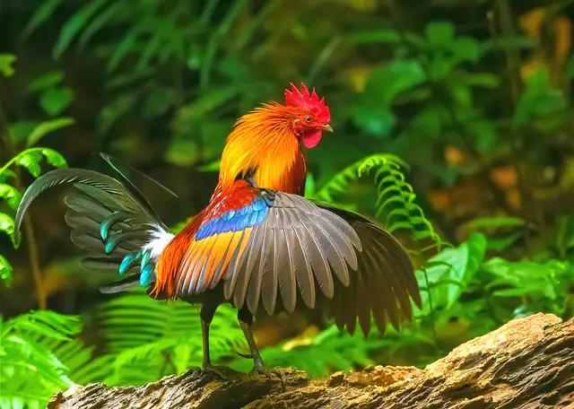 芦丁鸡青年鸡怎么养殖好,一只芦丁鸡成年的养殖成本