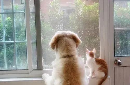 合租室友养猫很吵怎么说,合租室友养猫在客厅怎么处理