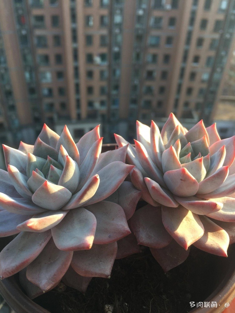 不管什么多肉都适合叶插吗,不管什么多肉都可以变老桩吗