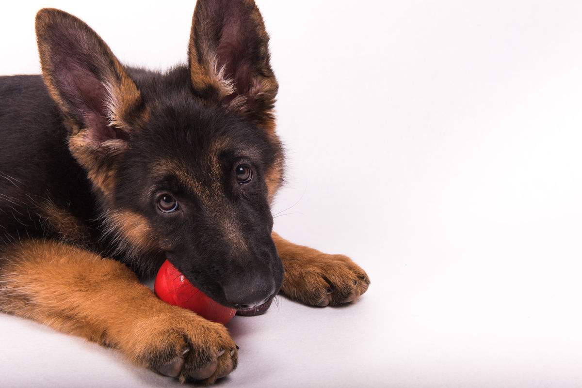 德国牧羊犬的5大缺点,德国牧羊犬的缺点和优点