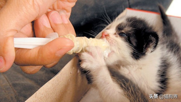 猫咪的肠胃问题不断该如何调理呢,妈咪爱能帮助猫咪调理肠胃吗