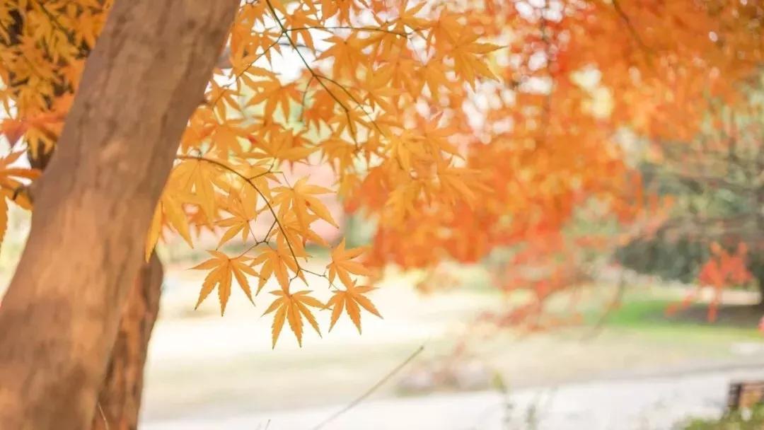 年度十佳微小说看完久久难以忘怀,年度十佳微小说的主题