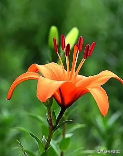 6月到了，送你6花6蝶6鸟6景6曲6诗，这月顺顺利利。