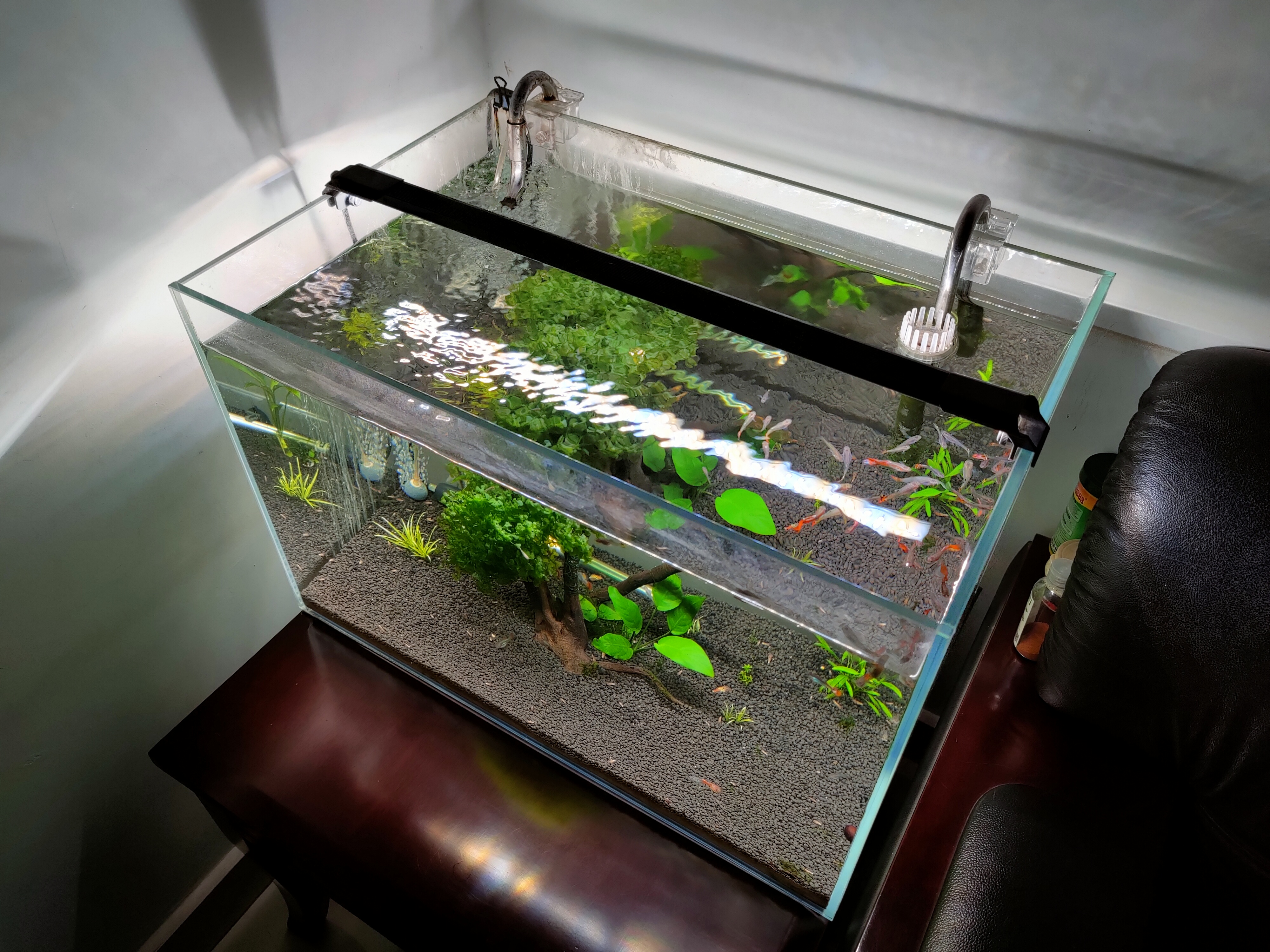 想养鱼但是不想买鱼缸,想养鱼但是不想换水