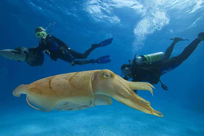 全球变暖中国哪些地方越来越宜居,全球变暖被淹没的岛