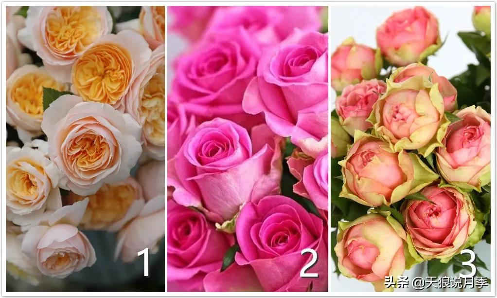 520你最想收到什么玫瑰,520这样的玫瑰你们喜欢吗