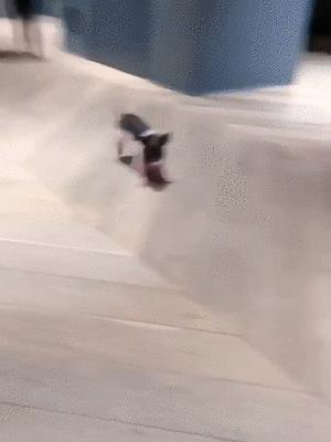 井柏然的家曝光,井柏然的猪