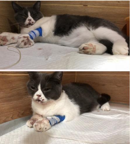 南宁二十四小时宠物医院,南宁宠物医院24小时急诊多少钱