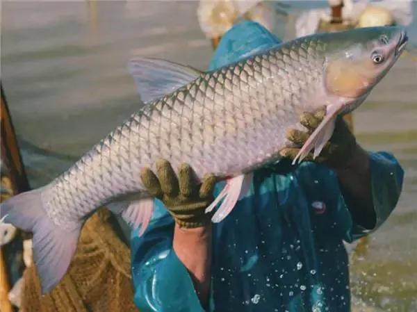 山东省峡山水库简介,山东省第一大水库峡山水库