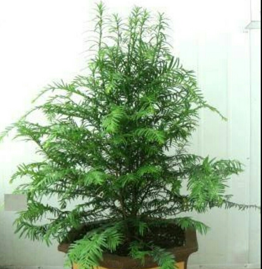 红豆杉黄叶原因及解决方法,家养发财树老黄叶怎么办