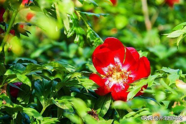 中医中药药性赋顺口溜讲解,中医必背药性赋大全