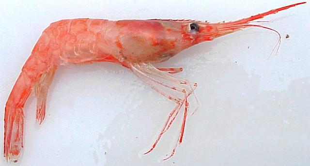 虾说,这是一篇让你不仅会吃,还会认……一文解决“虾”认识