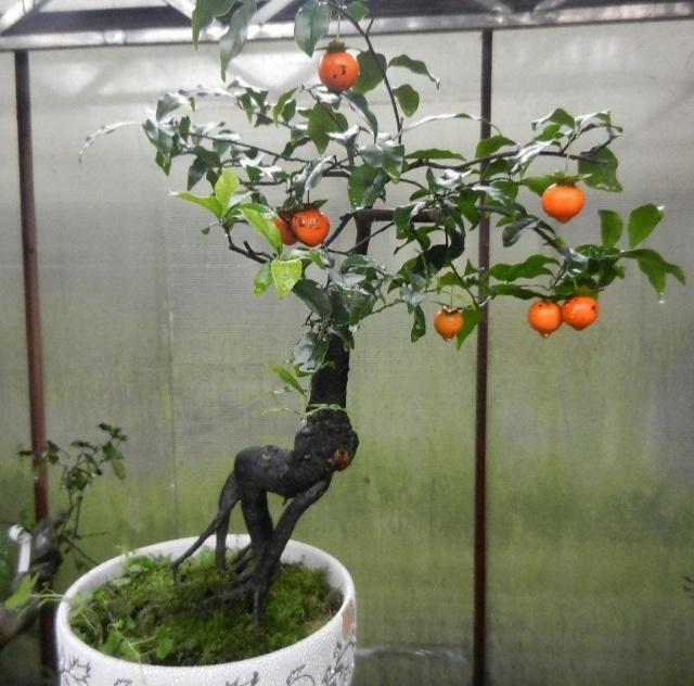 这六种花寓意吉祥好养易活,家中最旺财的4种花