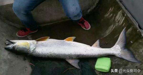 国内淡水十大凶猛鱼类排行,十大掠食性鱼类排名