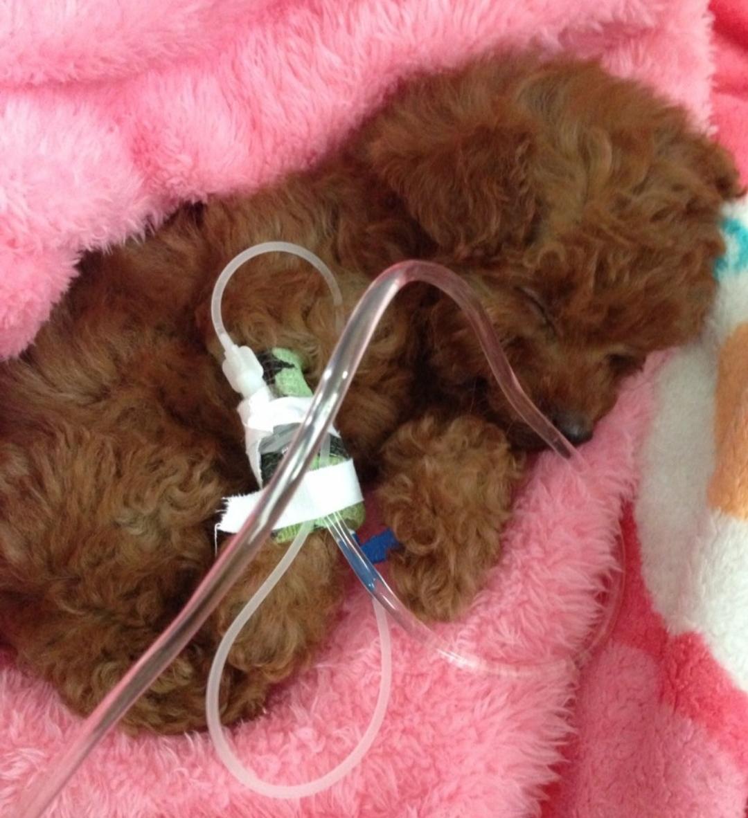 狗狗拉稀呕吐需要做哪些检查,狗狗拉稀拉血呕吐没精神怎么治疗