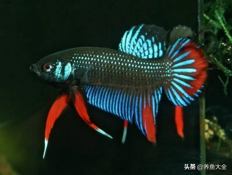 斗鱼官网图片,斗鱼的视频相册