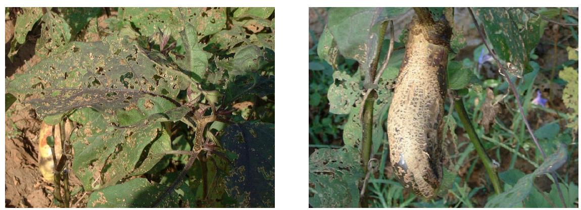 如何利用有益的瓢虫防治害虫,瓢虫用什么农药防治效果好