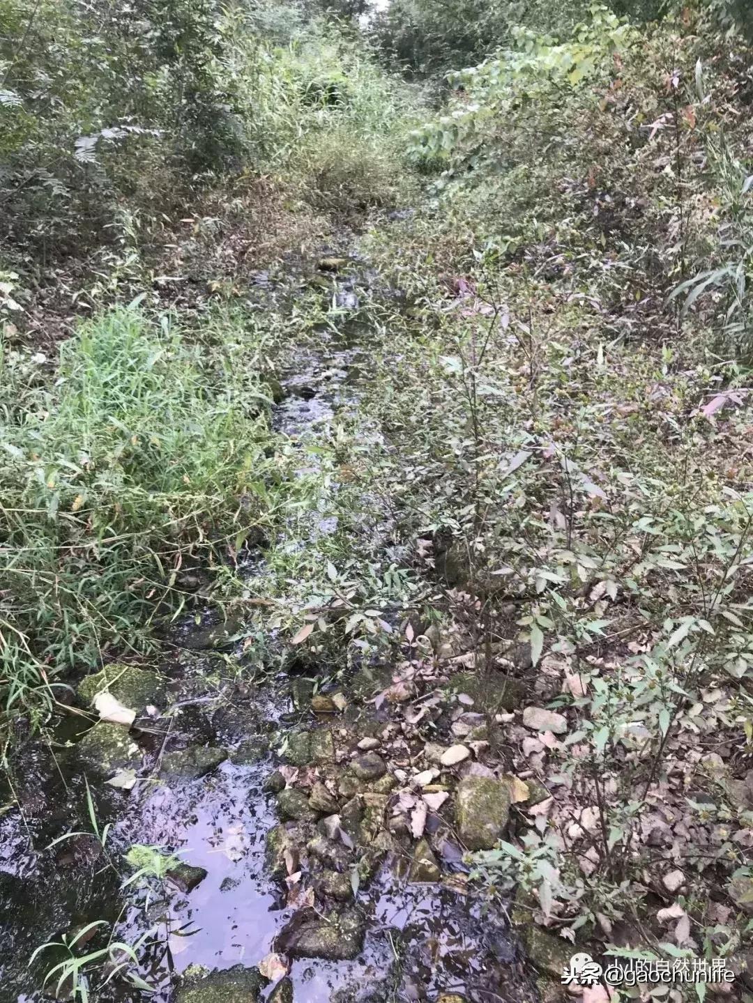 草龟难养,养草龟笔记