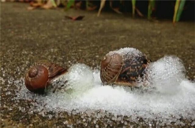 蜗牛碰到盐就会化水视频,为什么蜗牛碰到盐就会化成水