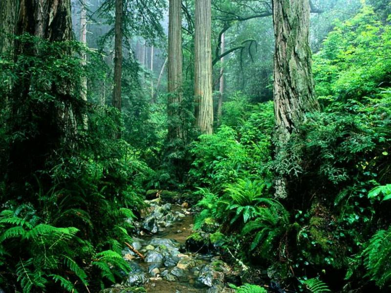 栎木地暖实木地板,久盛栎木地暖地板