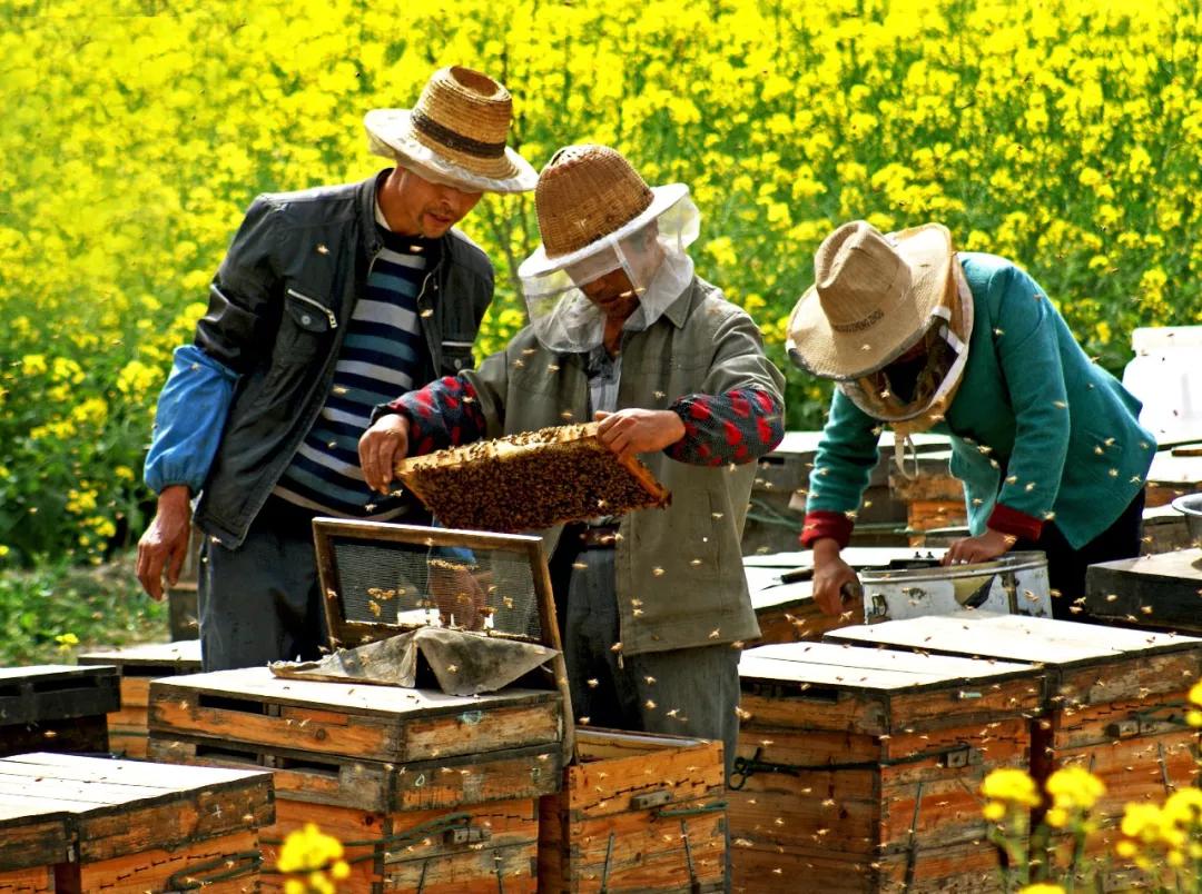 甘肃陇南属于西北吗,陇南是不是甘肃的好地方