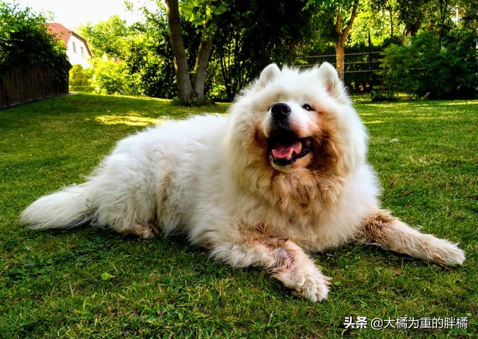 微笑天使萨摩耶好养吗,微笑天使萨摩耶大概多少钱一只