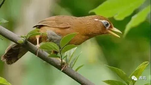 画眉鸟的饲养有何技巧,饲养画眉鸟违法吗