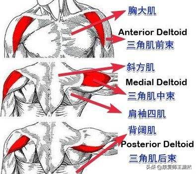 上交叉综合征多久能改善,上交叉综合征康复训练