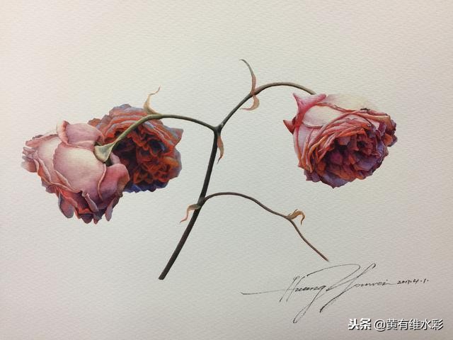 水彩绘画教程简单玫瑰,水彩步骤图花卉