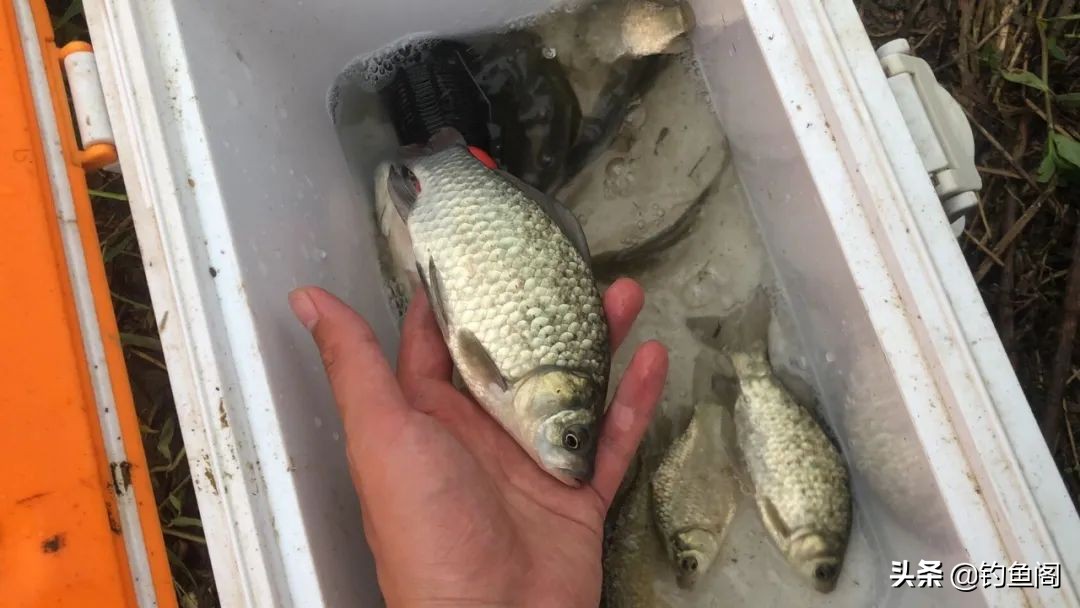 立秋以后钓鲫鱼,加这两种饵效果更好,何愁不上大板鲫