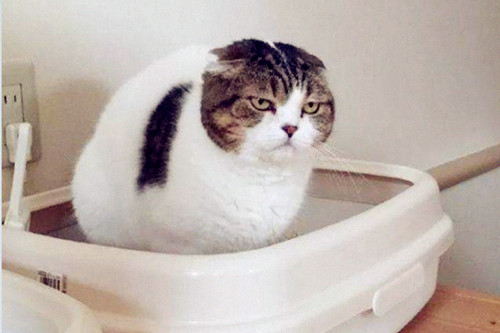 世界奇妙物语猫,奇妙猫咪物语公猫