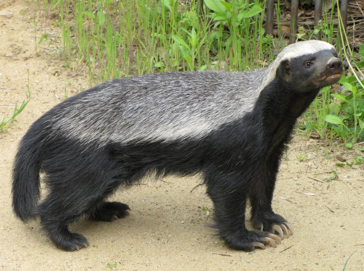 平头哥天敌蜜獾是什么,平头哥蜜獾的4大天敌