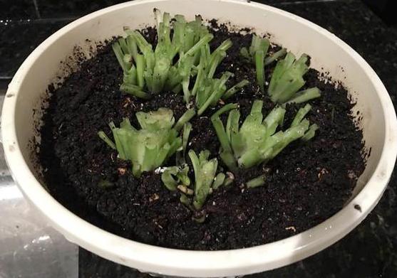 吊兰叶子冻死了还能活吗,吊兰被冻死了怎么办