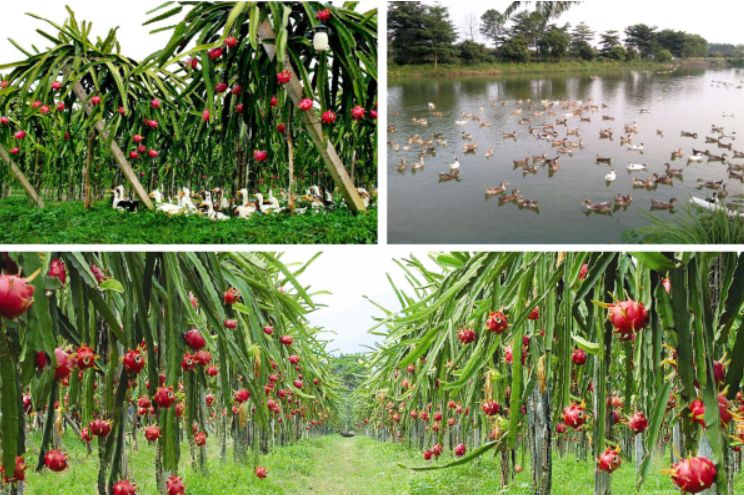 这个暑假去哪个地方玩不热,这个季节去从化有什么好玩的