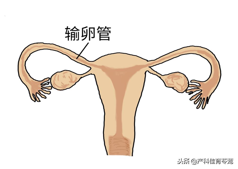 胸腔积液b超显示图,老年妇科b超检查下来有少量积液