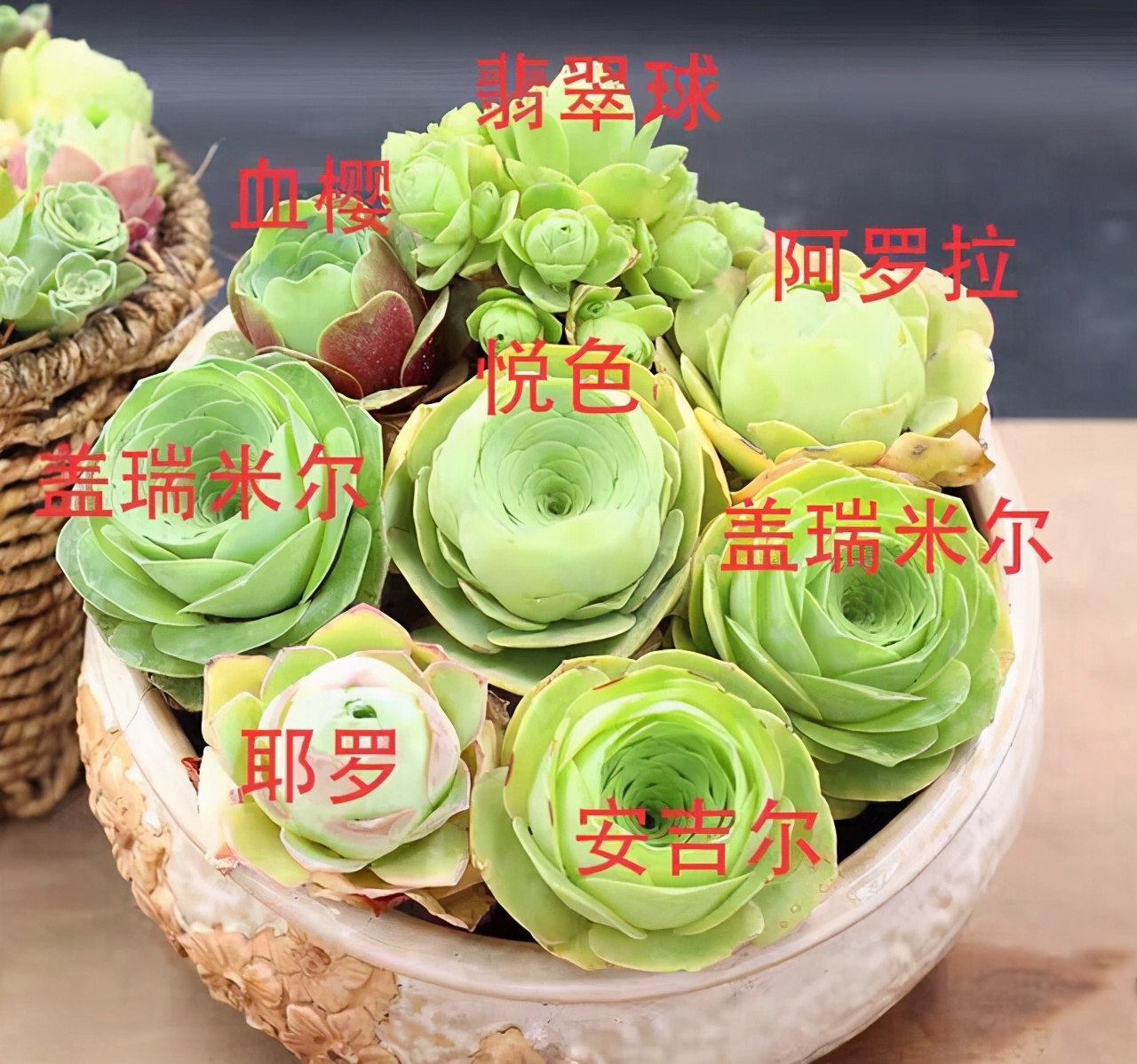 10种多肉天生爱徒长,不能“宠”着养,虐一虐才漂亮