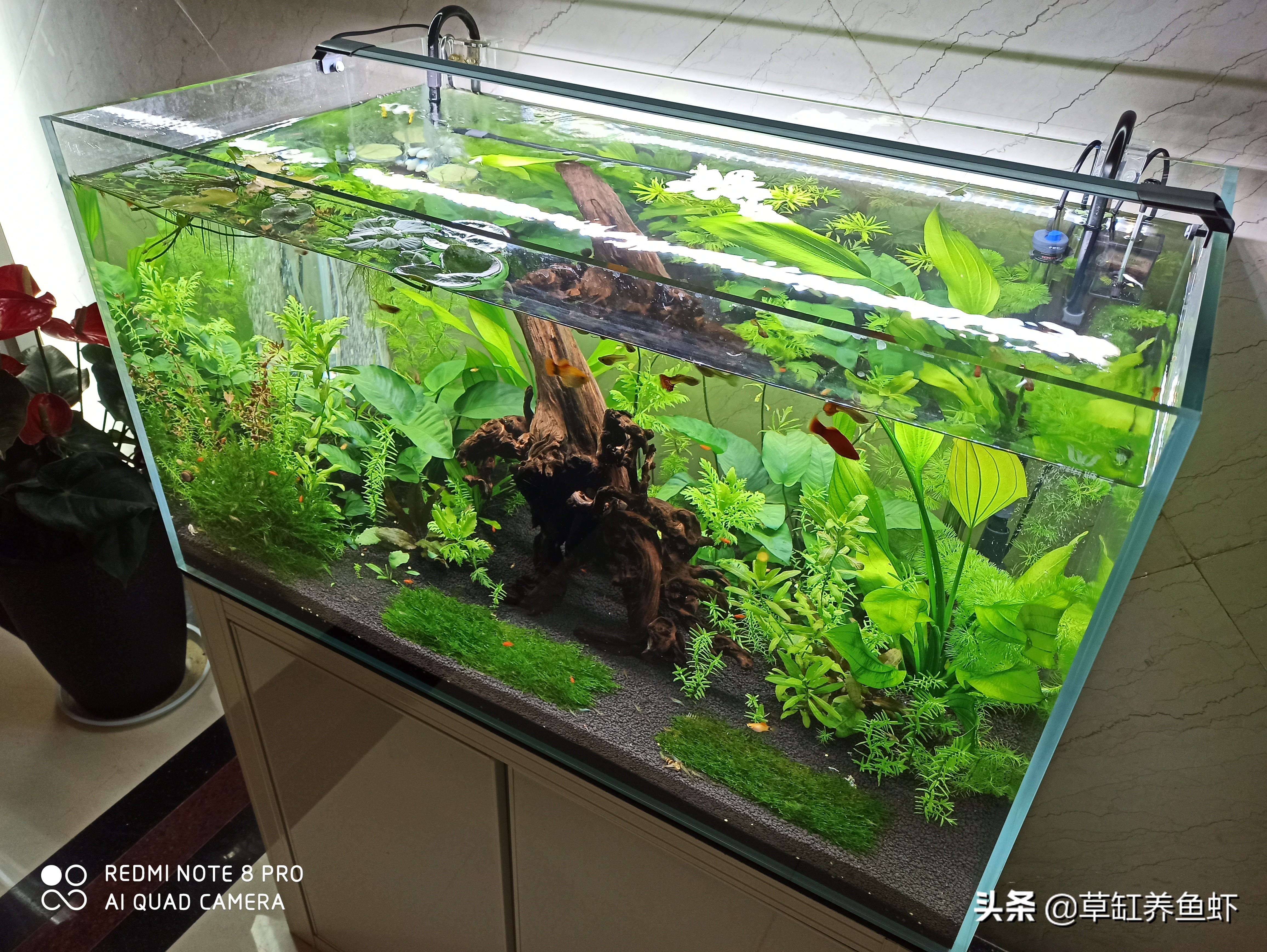 入坑草缸玩水草，这5点很重要，没“两把刷子”你也能玩