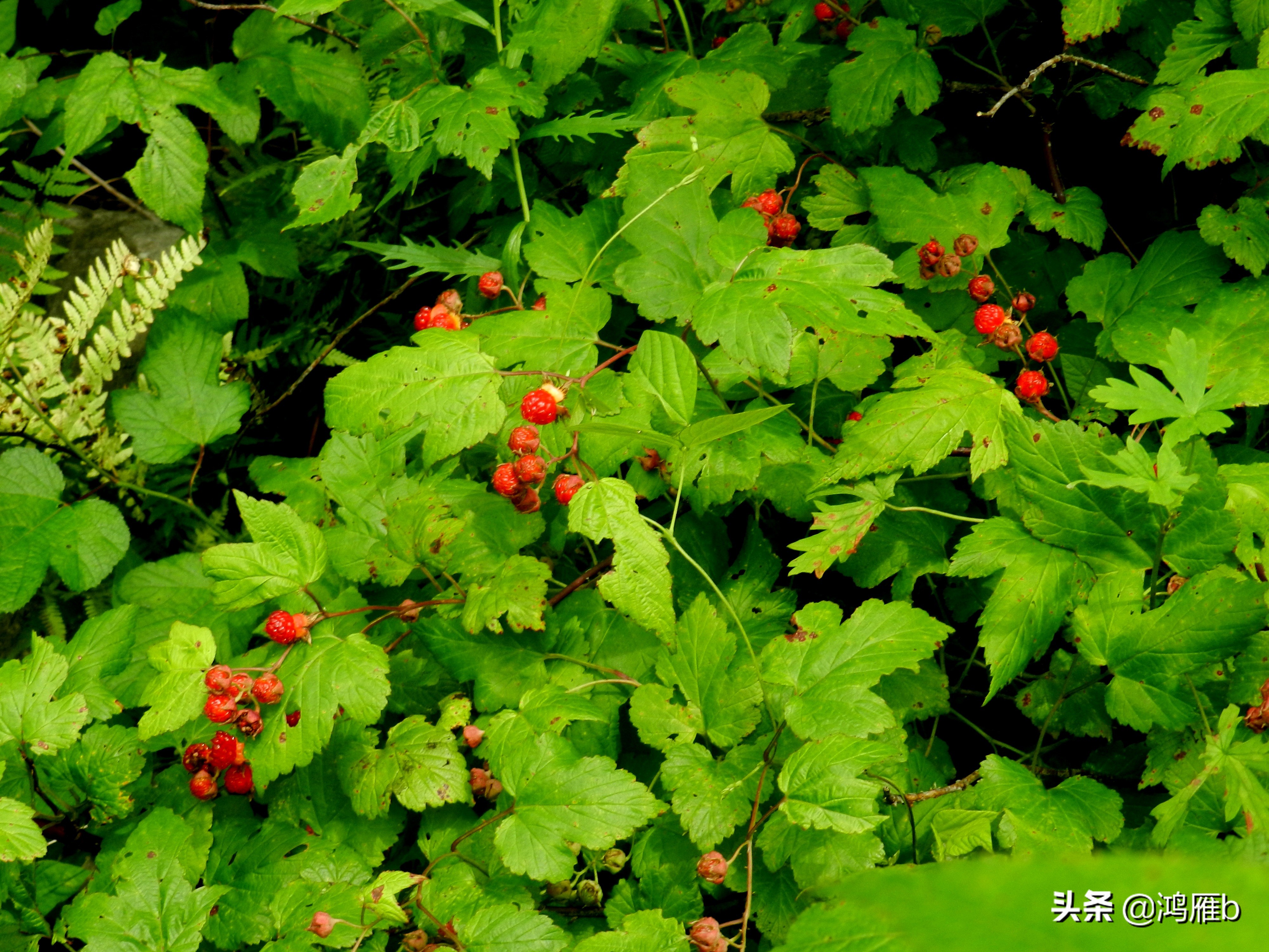 大山里的野果熟了想吃,山里的野果逐渐熟了