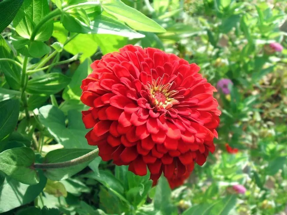 各国国花及花语英文,世界各国的国花资料