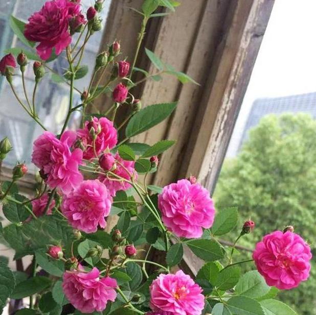 植物修剪的方法和技术要点,长寿花怎么修剪株型好看图片