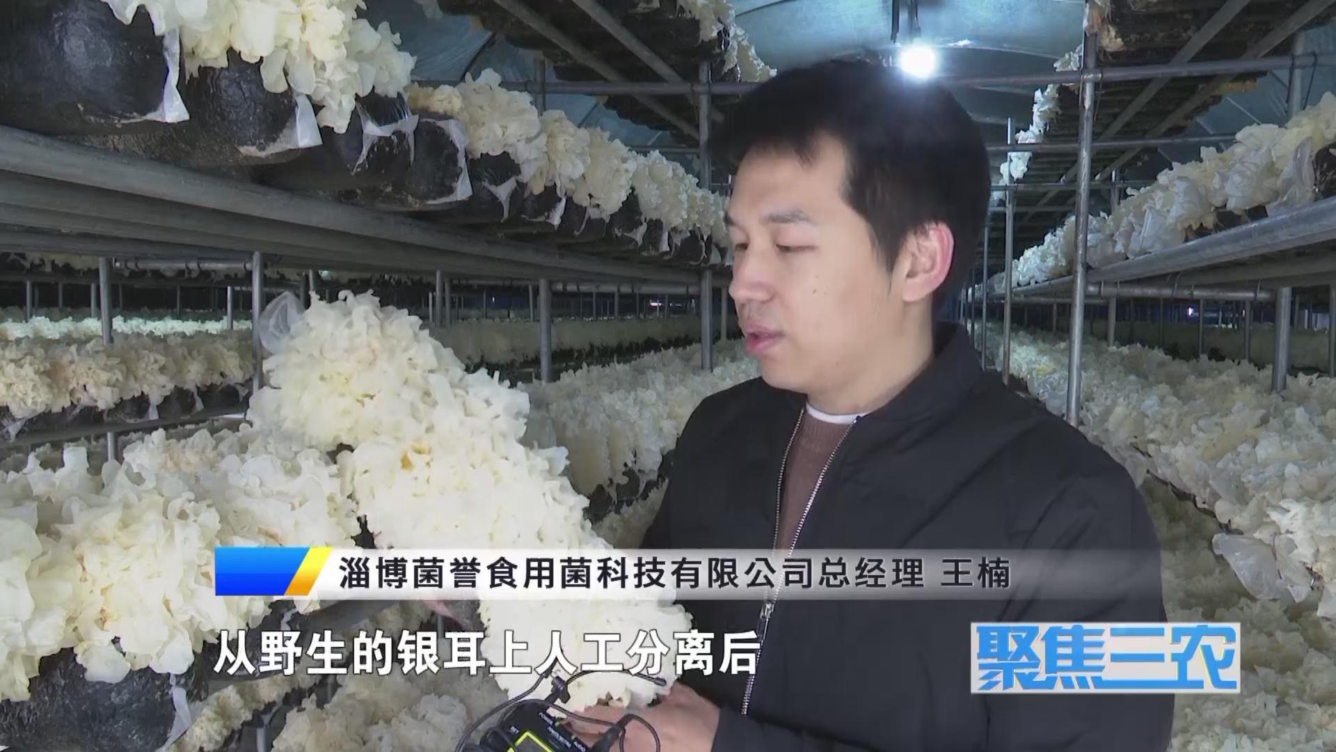 聚焦三农种植蔬菜致富,福建古田银耳栽培致富事例