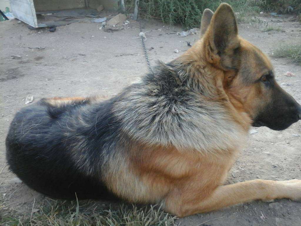 辟谣，狗狗也会腰椎盘突出，不合理运动伤害大，注意三点正确护理