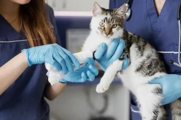 怎么判断小猫咪骨折,小猫咪脊椎受伤最佳恢复方法