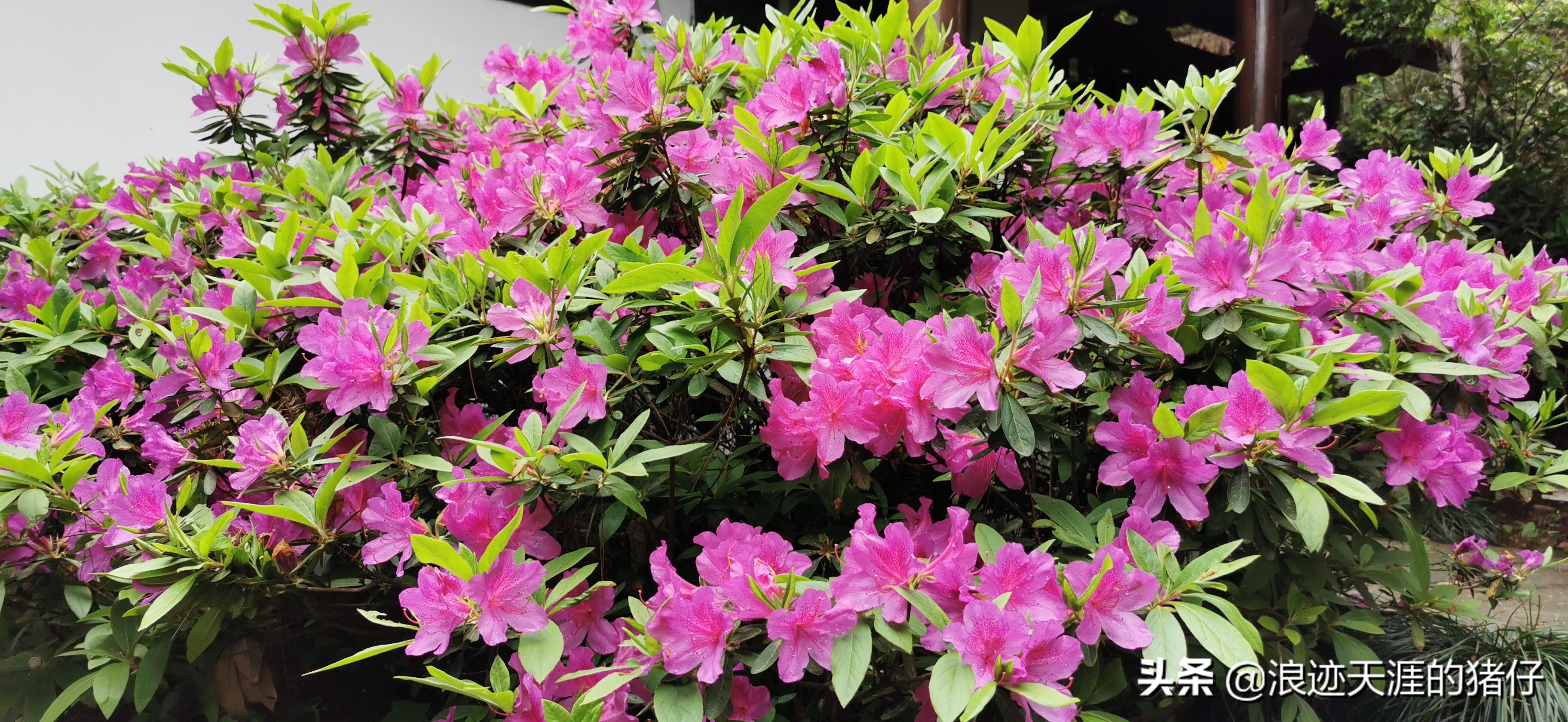 千岛湖疫情政策,千岛湖景区半价优惠