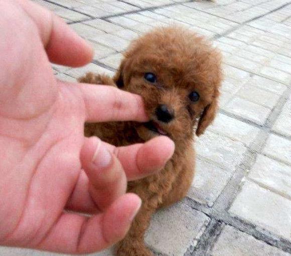 泰迪犬的十个冷知识,泰迪犬要面对的6大难题